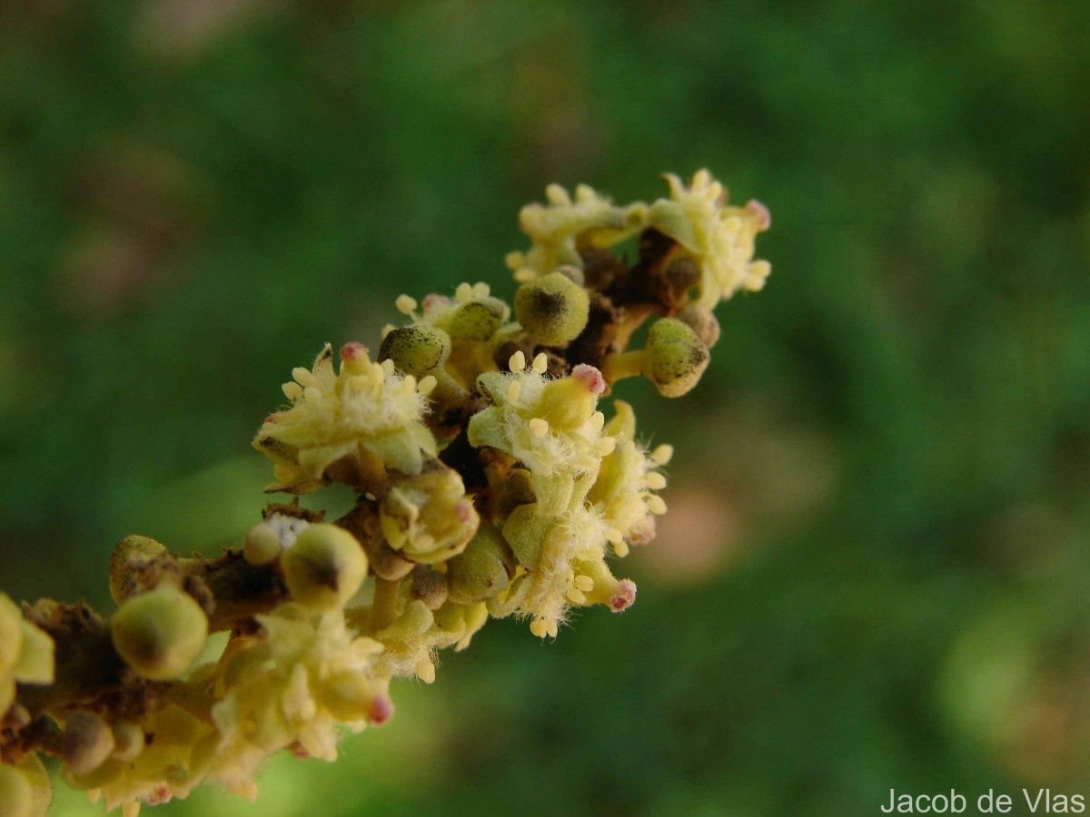Glenniea unijuga (Thwaites) Radlk.